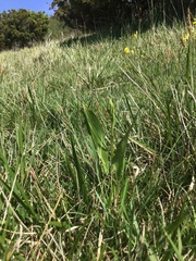 Platanthera chlorantha