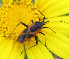 Calocoris nemoralis