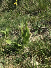 Platanthera chlorantha