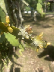 Rhipsalis pachyptera