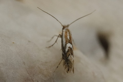Phyllonorycter blancardella