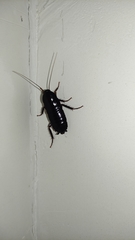 Blatta orientalis