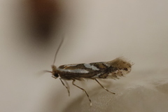 Phyllonorycter blancardella
