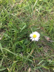 Bellis perennis