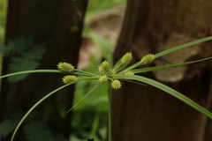 Cyperus cyperoides image
