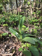 Orchis purpurea