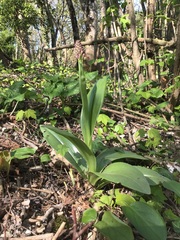 Orchis purpurea