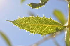 Spinoliva ilicifolia