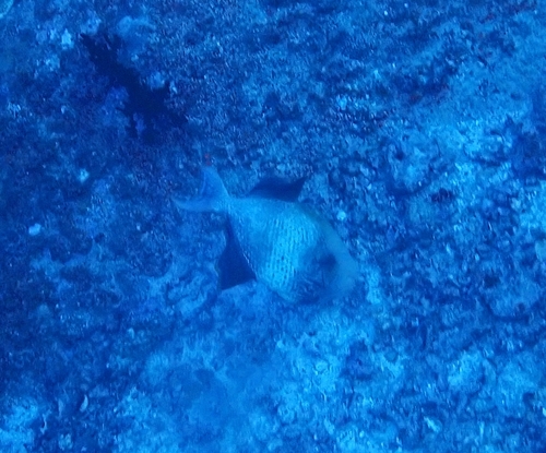 Yellowmargin Triggerfish (Pseudobalistes flavimarginatus)