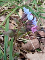 Pulmonaria obscura