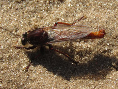 Proctacanthus hinei