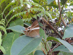 Abisara neophron neophron