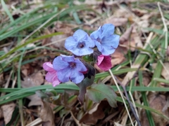 Pulmonaria obscura