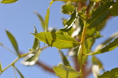 Spinoliva ilicifolia