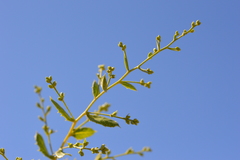 Spinoliva ilicifolia