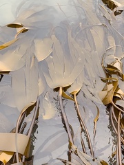 Laminaria digitata