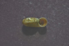 Valvata cristata