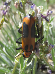 Pyrota insulata