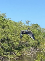 Egretta tricolor image