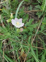 Callirhoe alcaeoides