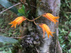 Bifrenaria aureofulva