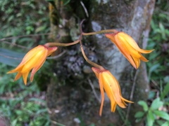 Bifrenaria aureofulva