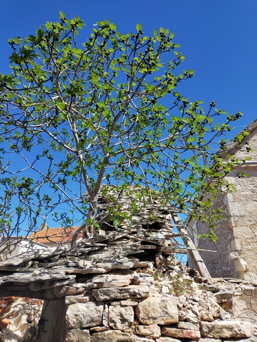 Obična smokva (Ficus carica)