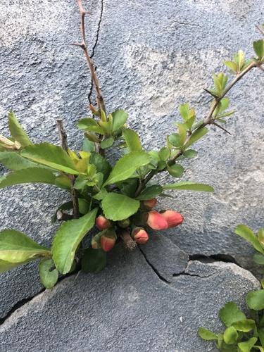 Japoninis svarainis nuotrauka