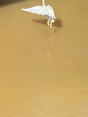 Egretta tricolor image