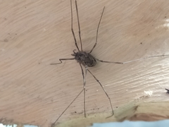 Dasylobus graniferus
