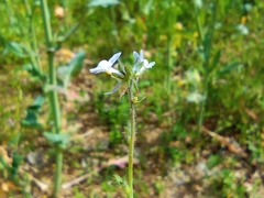 Linaria arvensis