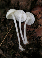 Hemimycena cucullata