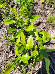 Geobalanus oblongifolius