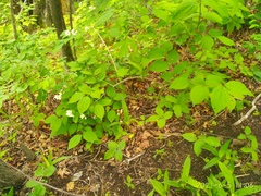 Philadelphus tenuifolius