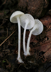 Hemimycena cucullata