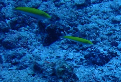 Canarytop Wrasse (Halichoeres leucoxanthus)