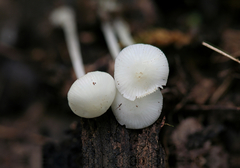 Hemimycena cucullata