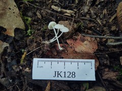 Hemimycena cucullata