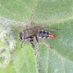 Tachysphex terminatus