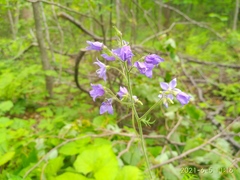 Polemonium caeruleum