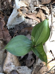 Trillium grandiflorum