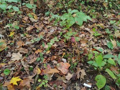 Hemimycena cucullata