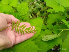 Polemonium caeruleum