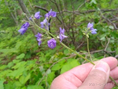 Polemonium caeruleum