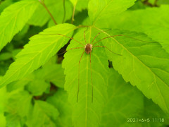 Rilaena triangularis