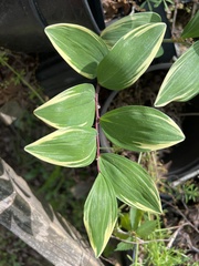 Polygonatum odoratum pluriflorum