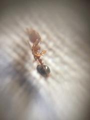 Crematogaster wroughtonii