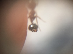 Crematogaster wroughtonii