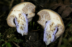 Cortinarius conioides