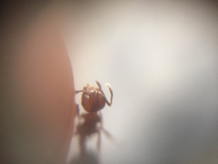 Crematogaster wroughtonii